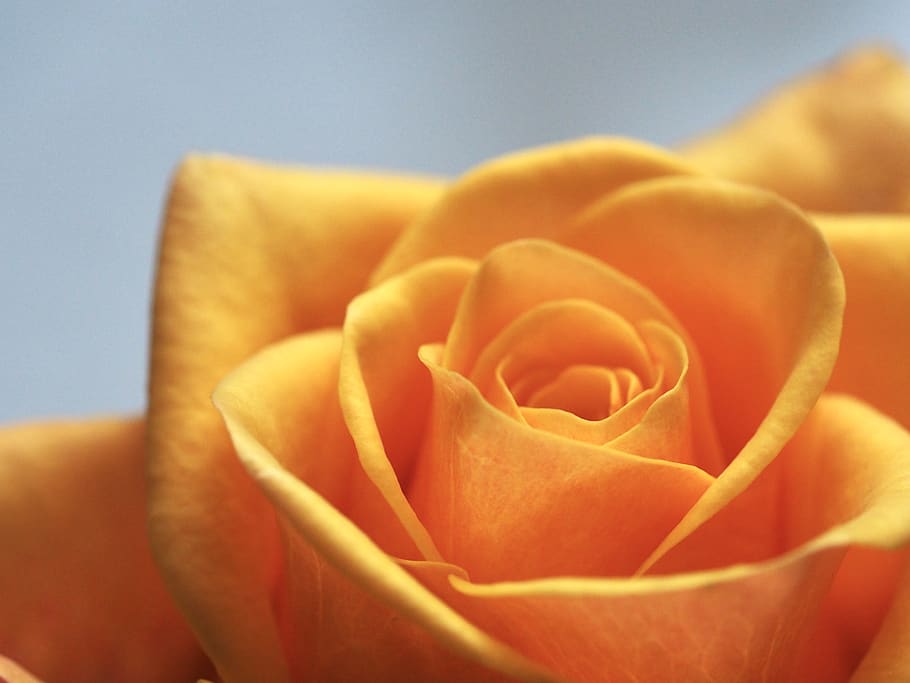yellow, rose, flower, love, heart, close up, nature, flowering plant, beauty in nature, freshness