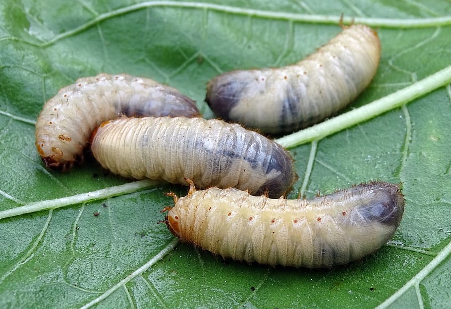 white grubs, larvae, beetle larvae, aphid, rose beetle, chafer, pest, compost, cockchafer larvae, beetle
