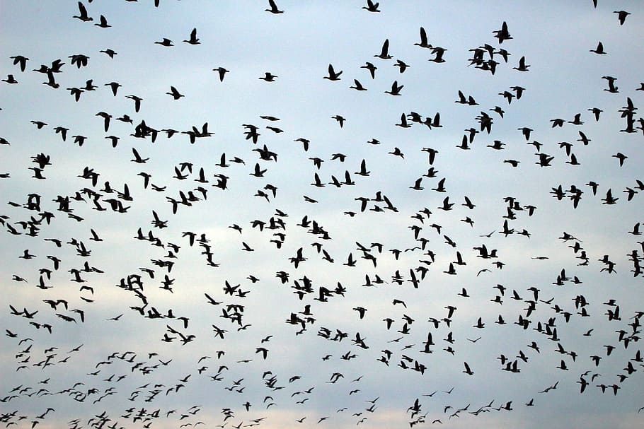wild, geese, flock, birds, Wild Geese, Flock Of Birds, migratory bird, swarm, migratory birds, sky