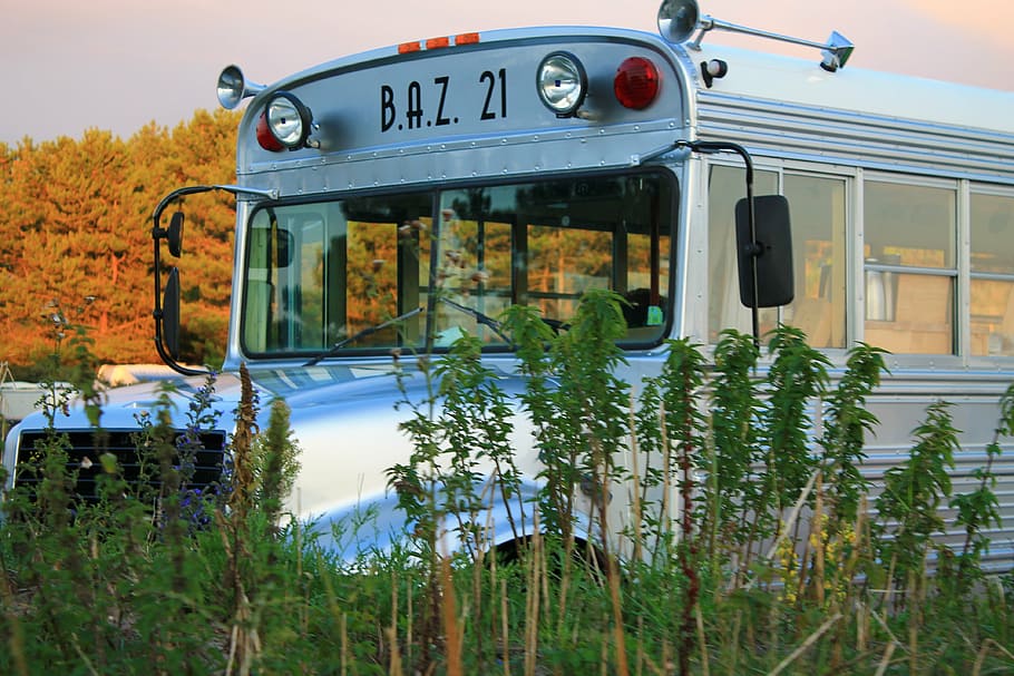 bus, school bus, vehicle, transportation, land Vehicle, outdoors, plant, mode of transportation, nature, day