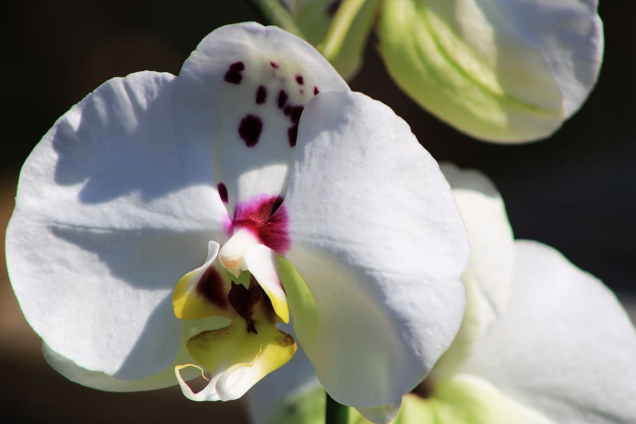 orquídea, planta ornamental, flor, violeta, branco, planta de casa, natureza, close-up, estufa de orquídea, planta