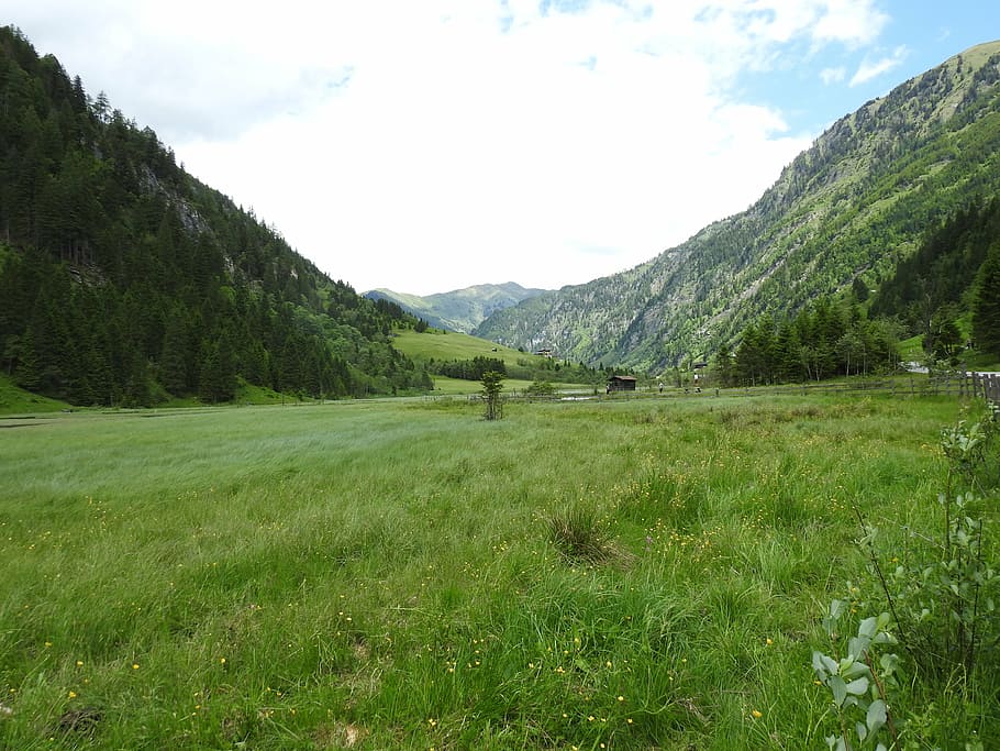 austria, mountains, meadow, forest, nature, landscape, salzburg, plant, mountain, grass