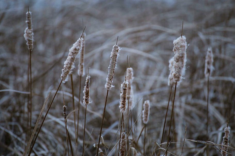 minnesota, field, midwest, nature, prairie, outdoors, photography, cold, winter, wildlife