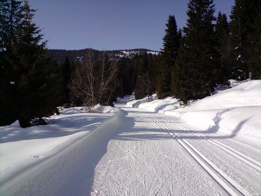 ski trails, cross country skiing, cross-country ski trail, wintry, traces, snow, winter sports, sport, cold temperature, winter