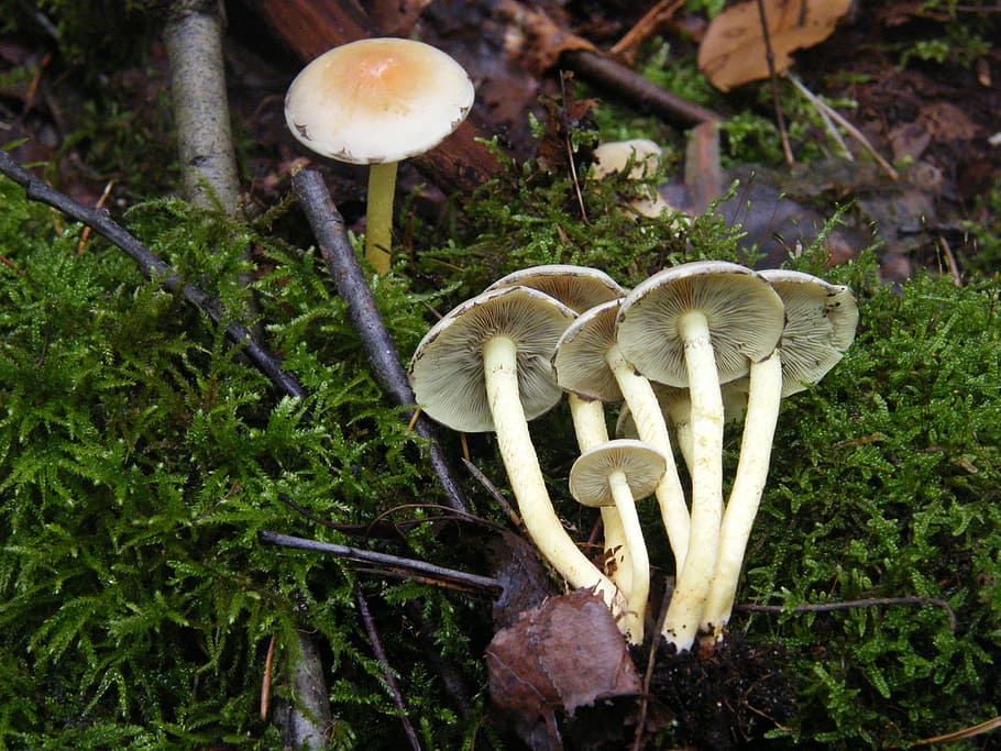 sulphur heads, mushrooms, forest, autumn, colorful, leaves, collect, mushroom, fungus, vegetable