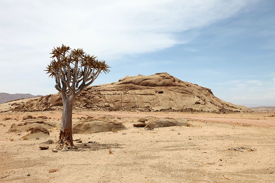 茶色の山, ナミビア, アフリカ, 干ばつ, 乾燥, 木, 砂漠, 砂, 風景, 乾燥した気候