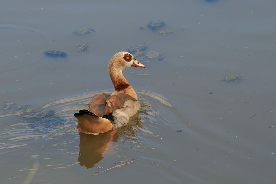 Bird, Egyptian Goose, Goose, Pond, Water, goose, pond, fly, wings, feather, wildlife