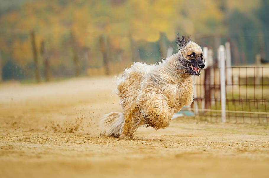 long-coated, brown, dog, running, Afghan, Greyhound, Fur, long coat, afghan hound, race track
