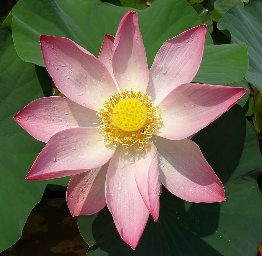 merah muda, putih, bunga petaled, mekar, siang hari, lotus, bunga, nelumbo, nucifera, benang sari