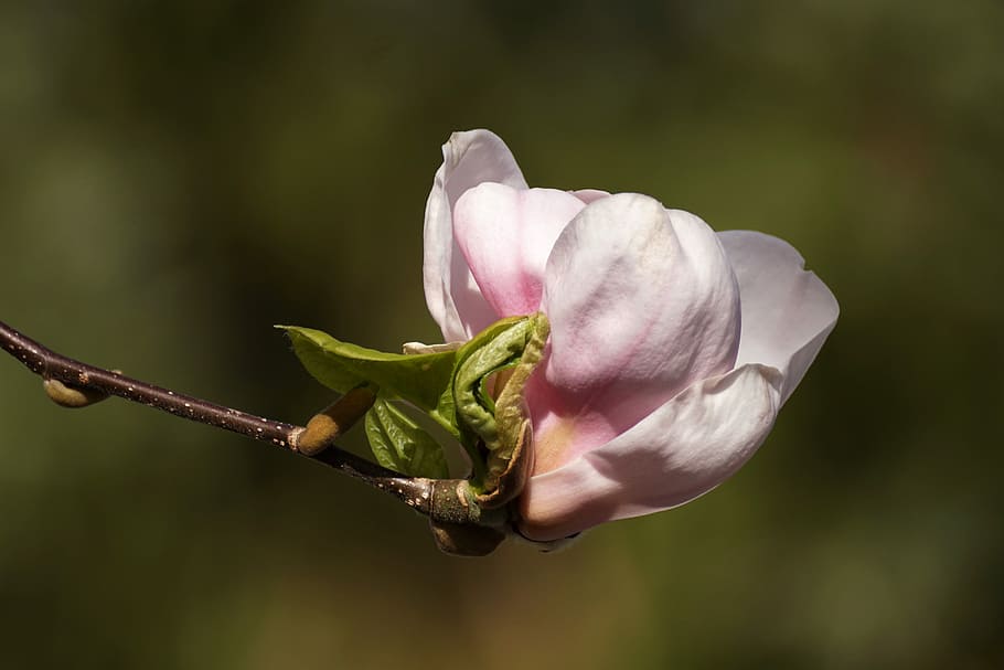 putih, pink, bunga magnolia, selektif, fotografi fokus, magnolia, kuncup, buka, musim semi, april