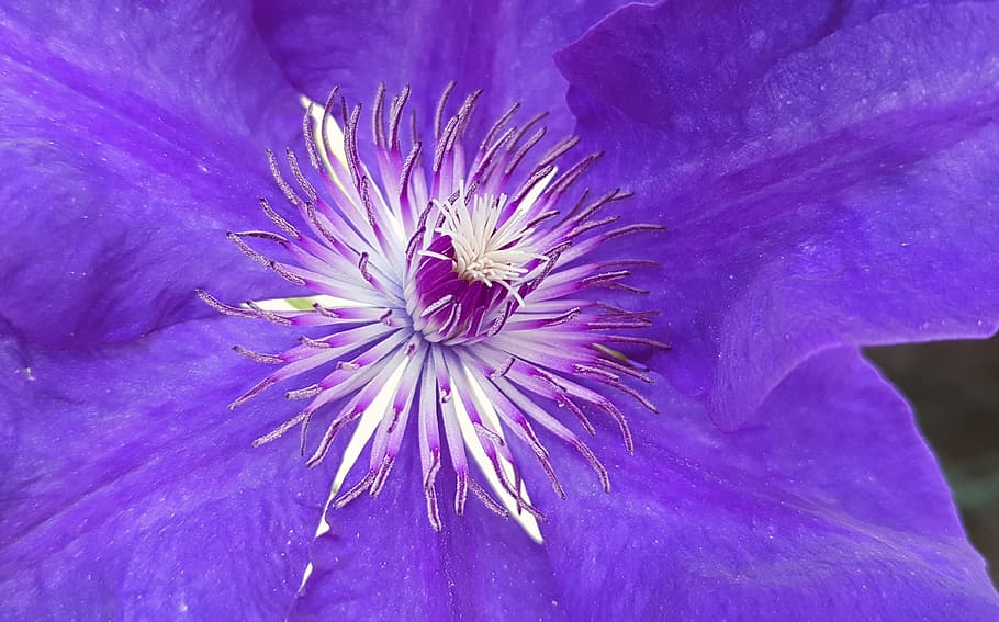 closeup, purple, petaled flower, clematis, climber, blossom, bloom, flower, plant, petals