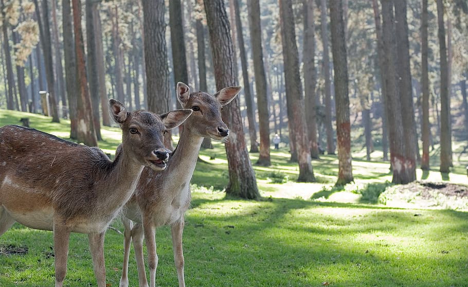 two, brown-and-white, middle, forest, daytime, brown, white, nature, animal, deer