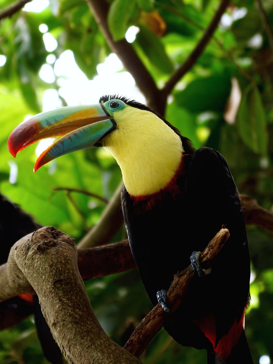 branch, tree, Toucan, Bird, Tropical, tropical bird, bill, tropics, colorful, plumage
