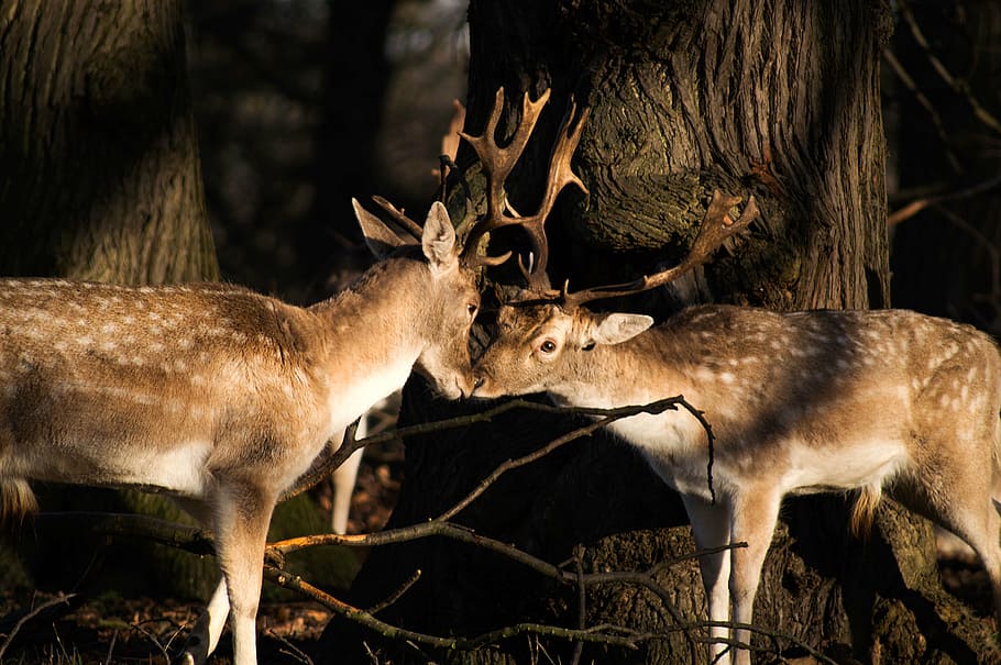 two, brown, buck, kissing, daytime, deer, animal, horn, wildlife, forest