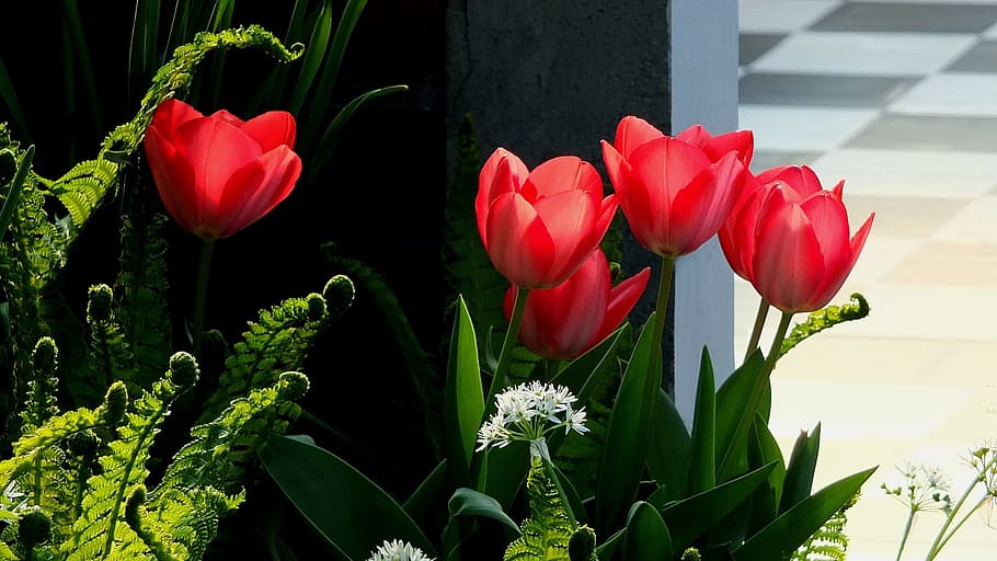 Tulipanes, rojo, flores, primavera, tulipanes rojos, abril, flores de primavera, flores rojas, helecho, pétalos de tulipán