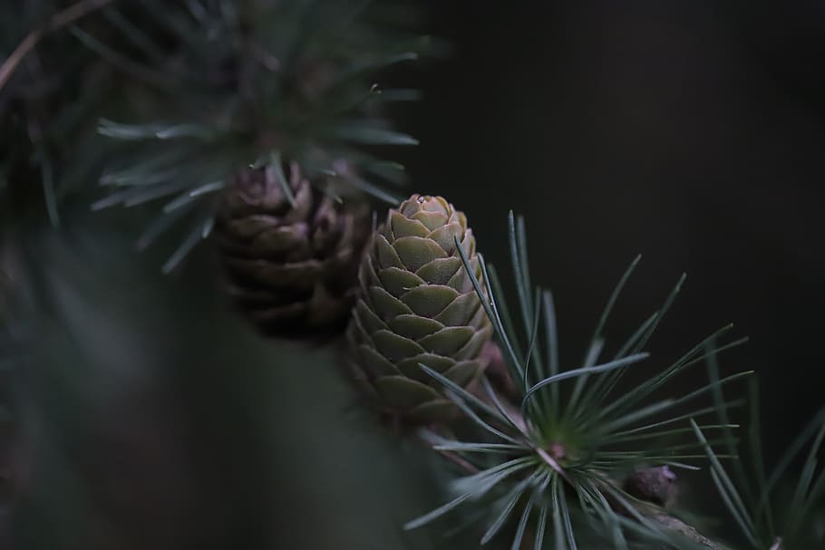 green, garden, needles, tree, pine cone, multiplication, pine, larch, forest, the smell of