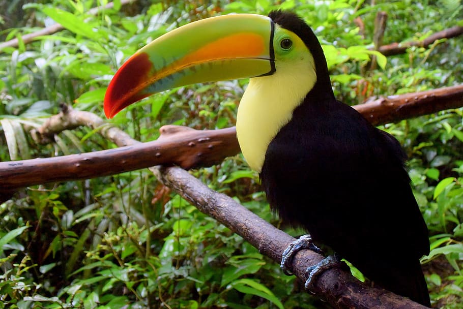 black, green, daytime, Belize Zoo, Toucan, Bird, Travel, belize, nature, colors