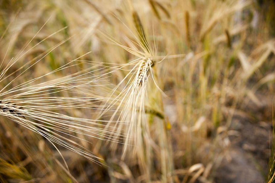 wheat, field, wheat field, wheat spike, cereals, spike, grain, agriculture, harvest, seed