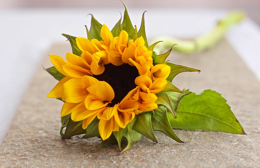 kuning, bunga matahari, abu-abu, tikar, bunga, closeup, foto, kepala bunga, daun bunga, kesegaran