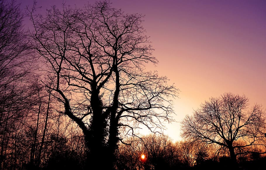 sunset, sunset skies, silhouette, tree, branch, bare branch, winter tree, tree silhouettes, evening, sky