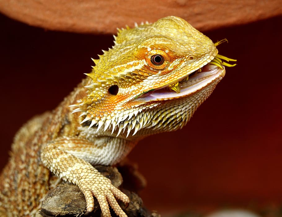 selektif, fotografi fokus, kadal pogona, naga berjanggut, australia, kadal, hewan, pogona vitticeps, tema hewan, satu hewan