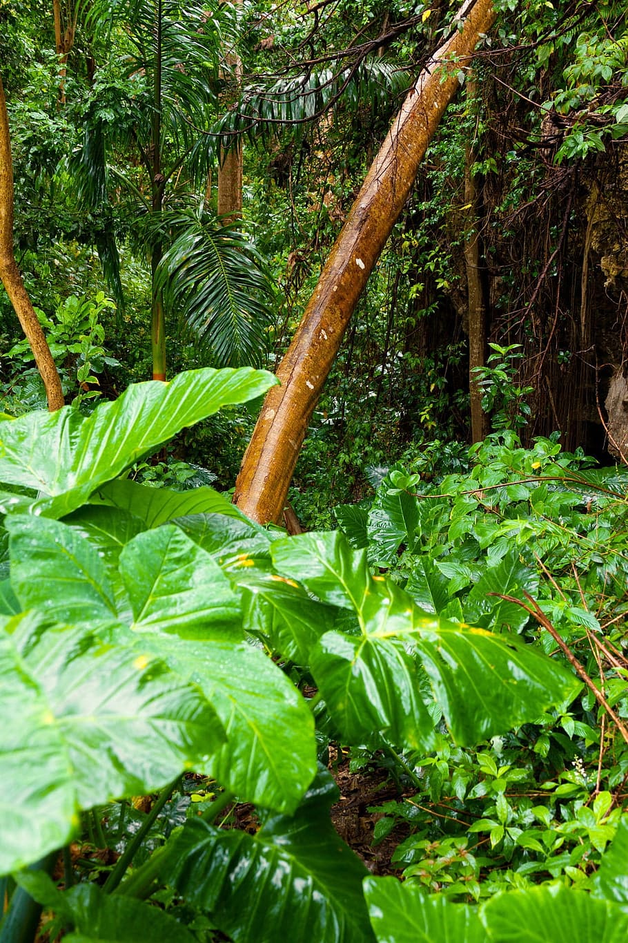 taro plant, palm tree, background, dense, environment, flora, foliage, forest, green, greenery