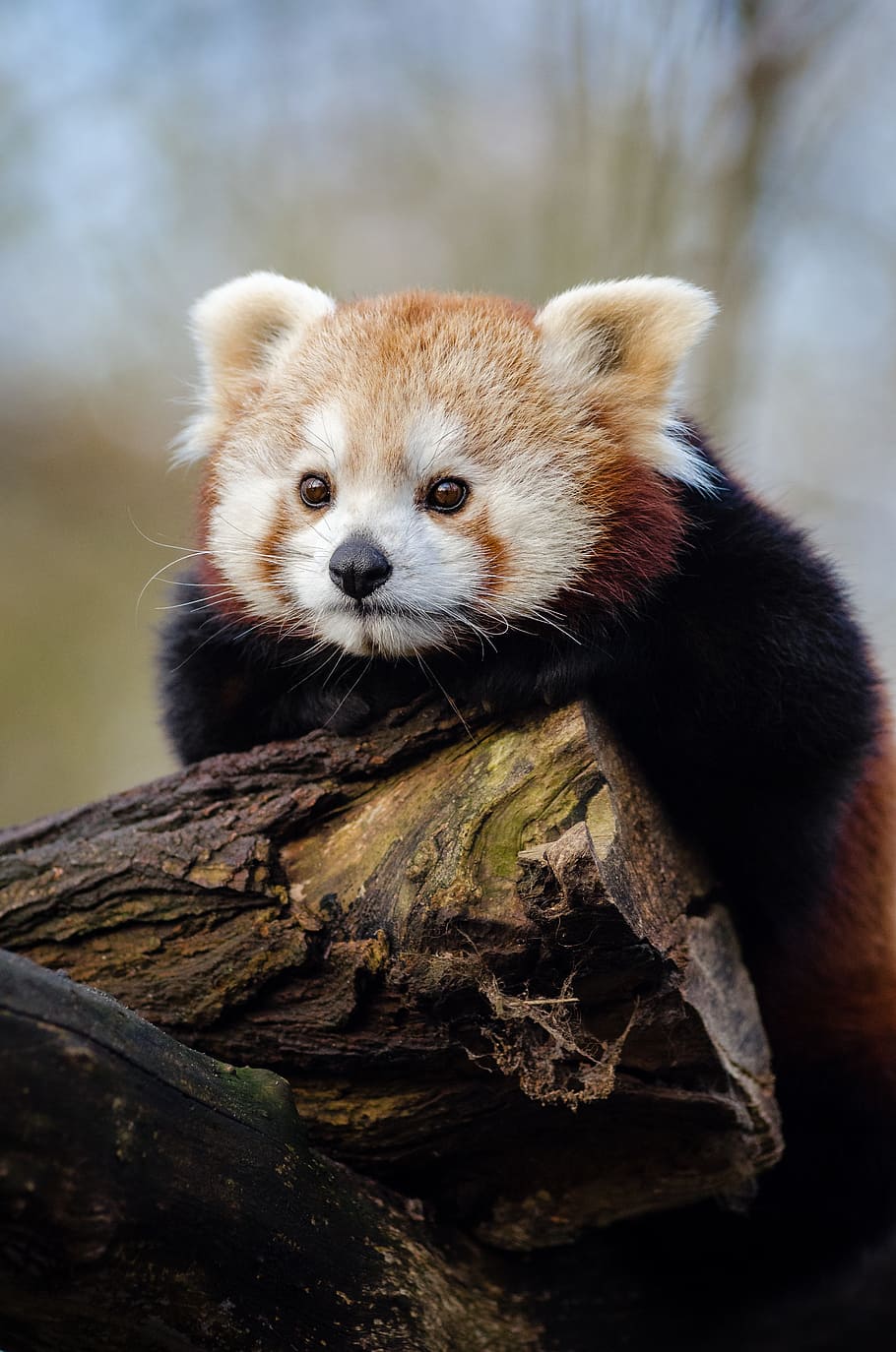 Red Panda, panda, lying, wood, log, animal themes, animal, one animal, mammal, animals in the wild