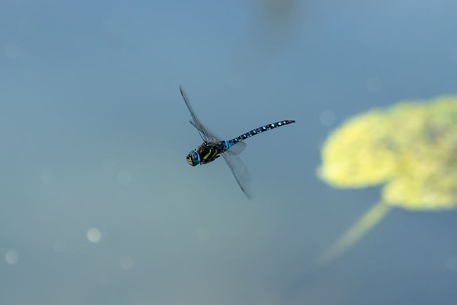 dragonfly, insect, macro, beetle, wing, wings, blue, eye, dragonflies, animal