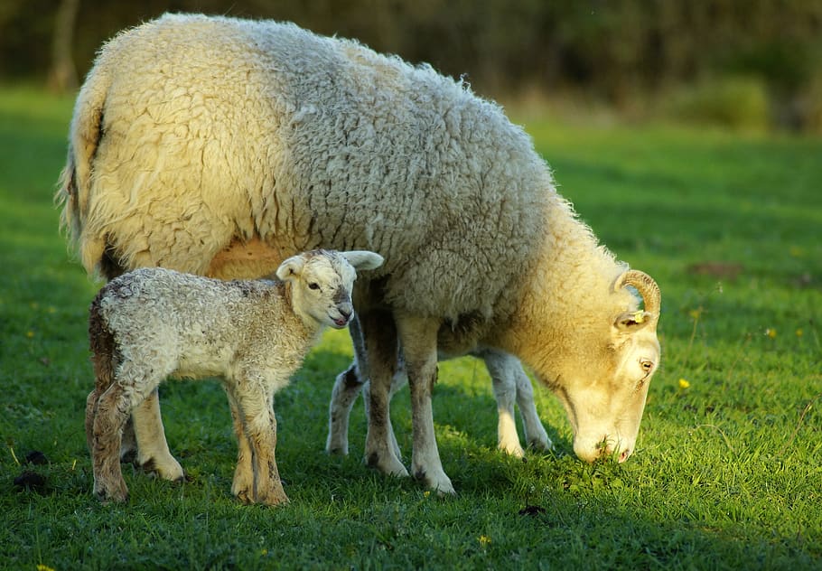sheep, mother, family, lamb, mother sheep, spring, green, cute, baby, grass