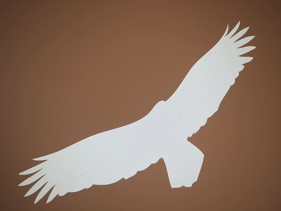 adler, bird, silhouette, fly, wing, vector, illustration, flying, animal, symbol