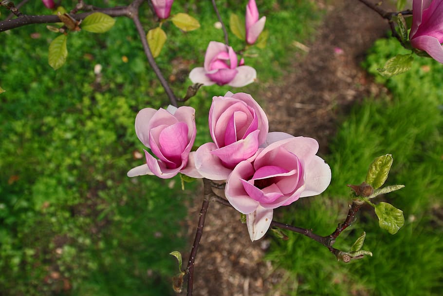 closeup, pink, petaled flowers, magnolia, flower, magnolias, blooms, nature, magnolia flower, poland