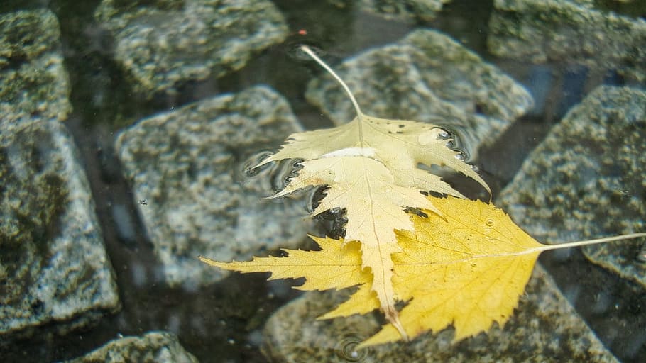 leafs, floating, water, well, yellow, stone, nature, leaf, solid, plant part
