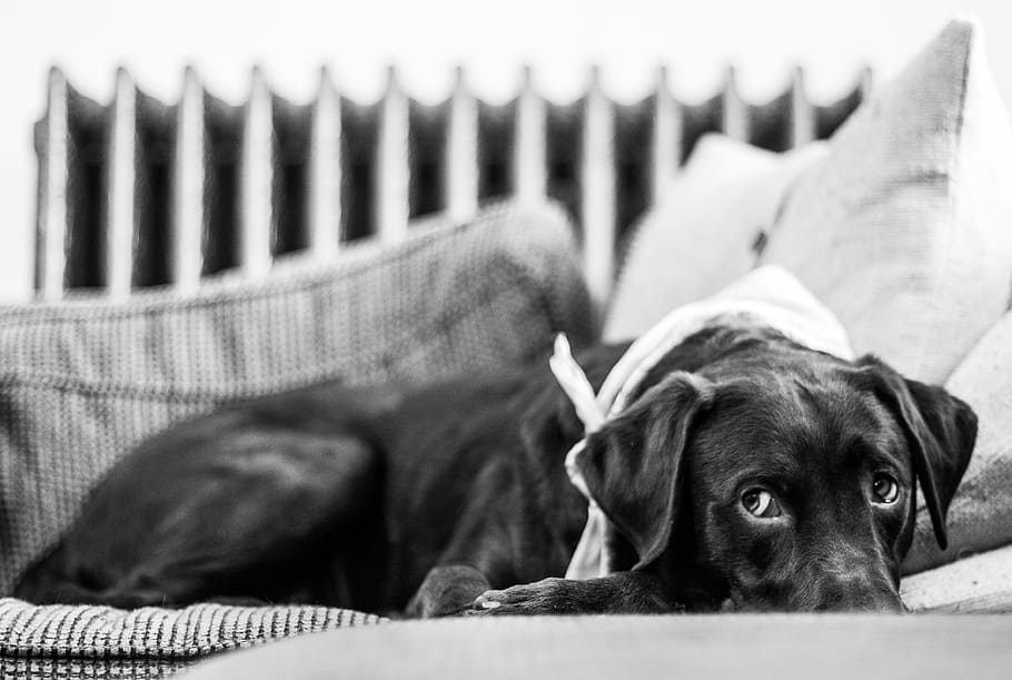 Perro, lindo, sofá, almohada, chocolate, laboratorio, labrador, animal, cachorro, mascota