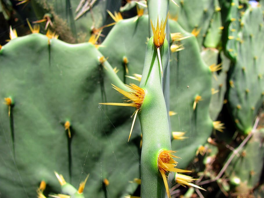 cactus, cactus de hoja, planta, espinas, planta espinosa, vegetación, naturaleza, espina de cactus, protección, espinilla