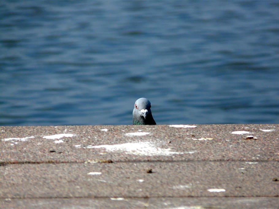 grey, pigeon, concrete, dove, bird, hello, animal, funny, look, head