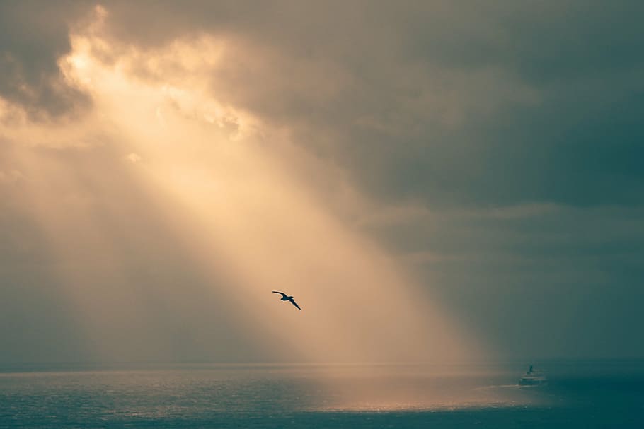 silhouette, bird, hovering, body, water, sepia, seagull, chill, relax, sea