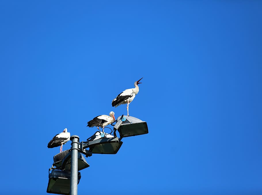 En, Jacou, white-and-black birds on post, sky, bird, animal wildlife, animal, vertebrate, animals in the wild, animal themes