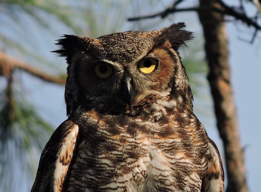 great horned owl, great horned owls, owls, owl, nature, raptor, wildlife, predator, bird, outdoors