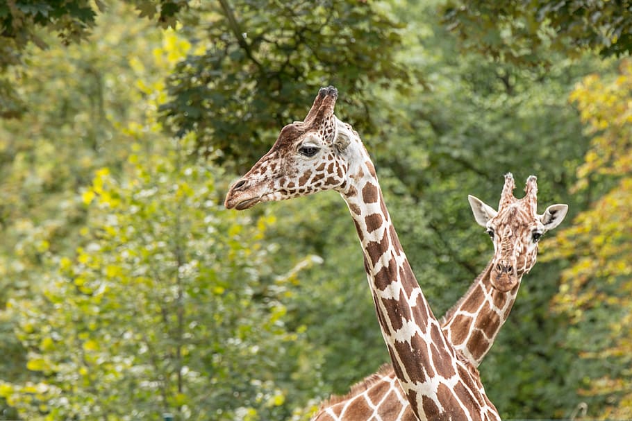 giraffes, zoo, safari, animal, mammal, head, national park, wilderness, kenya, long jibe