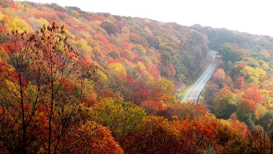 red, green, leaf trees, along, gray, concrete, road, mountain, fall, autumn