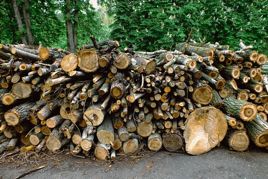 stumps, pile, trunk, bark, logs, cut, detail, felled, firewood, forestry