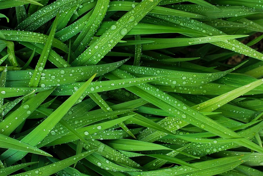 green, grass, water, drops, daytime, rain, wet, nature, leaves, plant