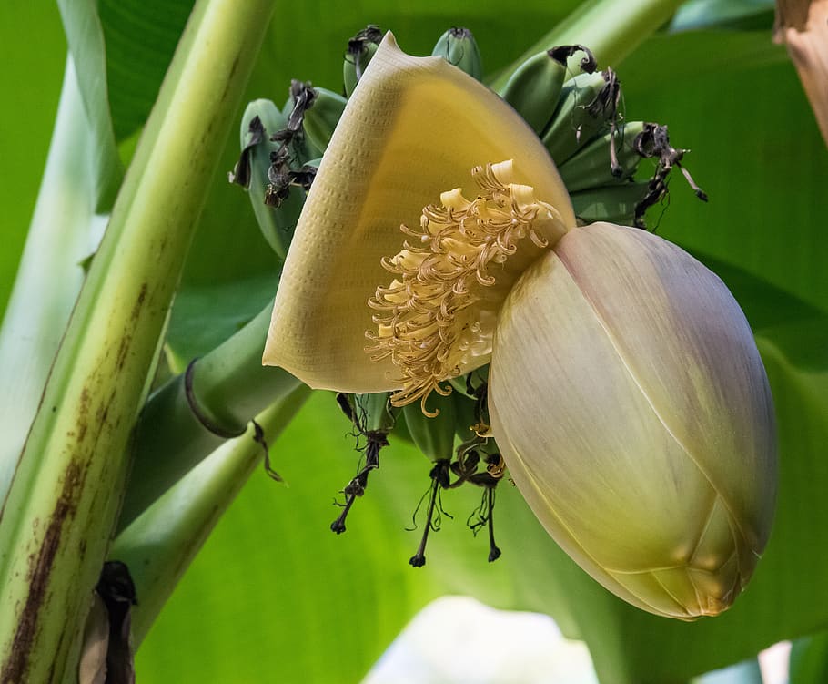 flor de plátano, plátano, arbusto de plátano, tropical, planta de plátano, comida, flor, floración, naturaleza, fruta