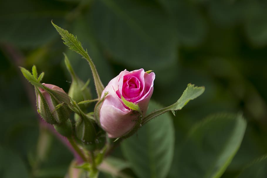 rosa, jardín, noruega, flores de rosa, naturaleza, capullo de rosa, flor de rosa, hermosa, flora, Flor
