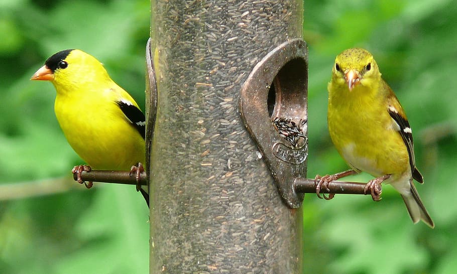 goldfinches amerika, burung, pengumpan, thistle, margasatwa, liar, bertengger, bulu, kuning, emas