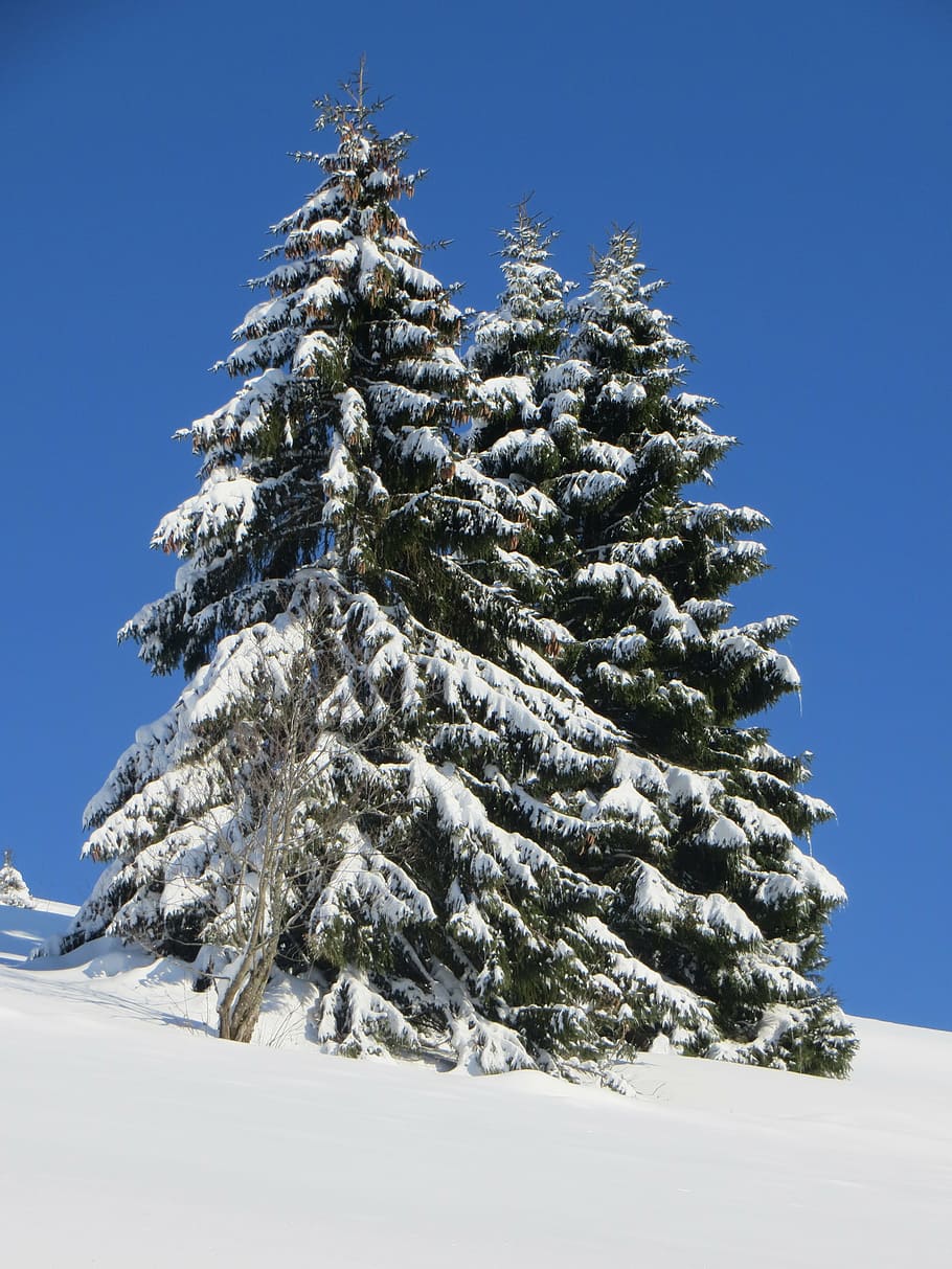 three, pine trees, covered, snow, blue, sky, winter, fir, black forest, wintry
