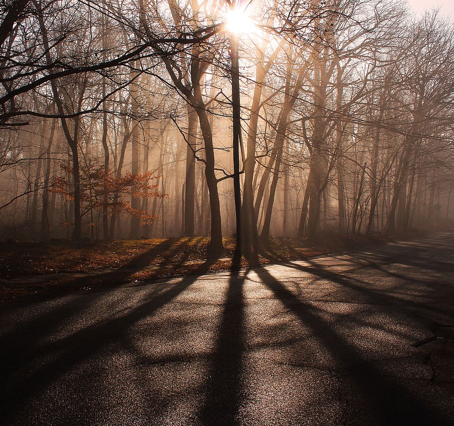 sombras, estradas, luz, mistério, árvore, floresta, nevoeiro, assustador, manhã, escuro