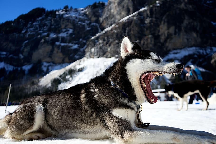 dog, husky, black, white, weather, snow, cold, winter, flakes, one animal