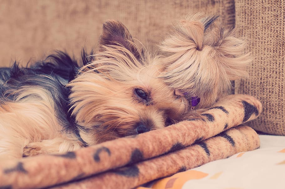 yorkie, yorkshire terrier, dog, puppy, cute, sleeping, animals, domestic, animal themes, pets