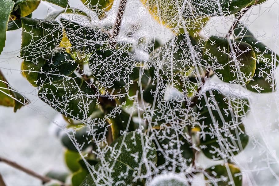 web, spiderweb, frozen, plant, tree, winter, cobweb, morning, close-up, leaf